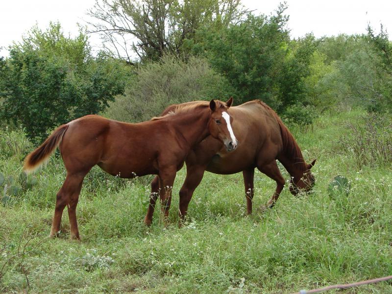 ZANS RED COY